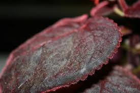 Image result for Smithia erubescens