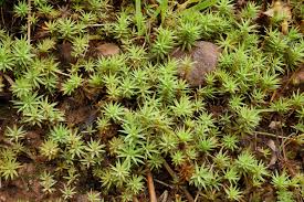 Image result for Pogonospermum