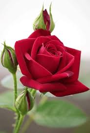 Roses Don 39 T Care If They Call It A Throne Or Jasmine Call Care Don39t Jasmine Roses Throne Beautiful Rose Flowers Red Roses Beautiful Roses