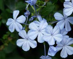 Evergreen shrubs for anyone is not familiar with the term is a plant that does not drop its leaves this elegant small shrub will add a touch of all year round colour to your garden with its silvery grey foliage and beautiful white flowers (blushed with. Top 10 Shrubs Yates Gardening