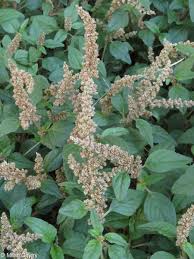 Image result for Amaranthus deflexus
