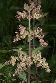 Image result for Urticaceae