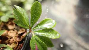Why to Use Spreader Sticker - The Good Earth Garden Center