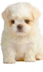 Not a problem let us help you find the perfect companion by special order! Teacup Maltese Training Raising Teacup Maltese Dog Breeds