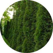 Image result for kabatina thujae