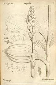 Image result for Platylepis glandulosa