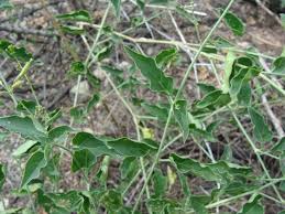 Image result for Commicarpus