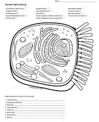 Animal Cell Coloring Key In 2020 Animal Cells Worksheet Color Worksheets Animal Cell