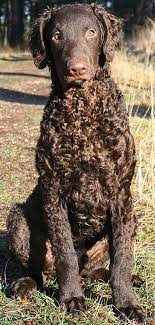 This page is updated on a weekly basis to showcase. Pin By Superstar Pet Services On Superstar Pet Services Dogs Only Dog Breeds Curly Coated Retriever I Love Dogs
