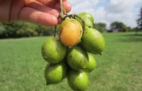 5,158 likes · 3 talking about this. What Are Spanish Limes How To Grow Them Plant Instructions