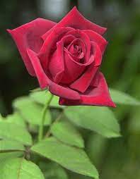 Pin By Art Zoom On Flowers Beautiful Rose Flowers Hybrid Tea Roses Beautiful Roses