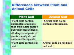 We did not find results for: Animal Cells And Plant Cells Ppt Download