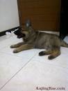 German Shepherd Dog Puppies and Dogs for sale near you