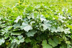 ブルーマロウ コモンマロウ ウスベニアオイ とは 育て方は Horti ホルティ By Greensnap