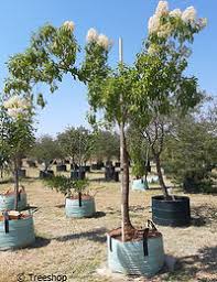 Image result for Nuxia floribunda