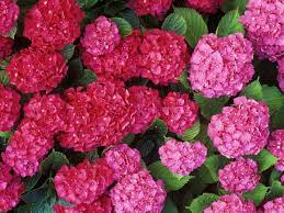 Watch When Is It Too Late To Plant Hydrangeas In The South Planting Hydrangeas Hydrangea Colors Fall Plants