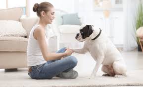 Mar 30, 2021 · for our human learners, we take dog training concepts and convey them in creative, witty, and clear ways. Fun And Easy Dog Tricks To Train Your Dog At Home