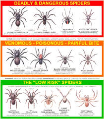 usa spider identification chart free copy free stuff page