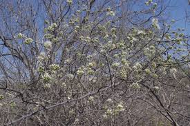 Image result for Combretum psidioides