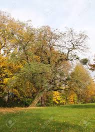 Ein kleiner exotischer akazienbaum, der sich von mai bis juni mit großen dunkelrosa blüten zeigt. Akazienbaum Mit Halben Blossen Gekrummten Niederlassungen Im Park Im Herbst Lizenzfreie Fotos Bilder Und Stock Fotografie Image 66751148