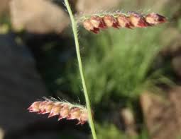 Image result for Urochloa serrata