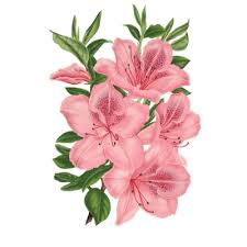 Free Download Pink Bunch Of Flowers Drawing Transparent Png Image Clipart Picture With No Backgr In 2020 Bunch Of Flowers Drawing Flower Drawing Flower Illustration