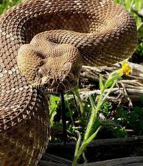 Red Diamond Rattlesnake Crotalus Ruber Poisonous Snakes Beautiful Snakes Deadly Animals