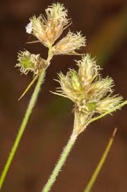 Image result for Fuirena pubescens