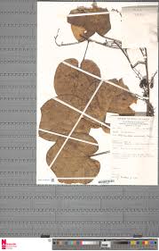 Image result for Chasmanthera dependens