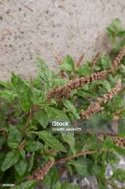 Image result for Amaranthus deflexus