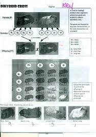 Heterozygous round eyes, blue body _rryy_____ body color 2. Answer Key