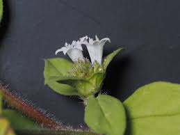 Image result for Richardia scabra