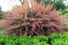 Image result for Barberry