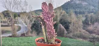 Image result for Opuntia monacantha
