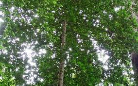 Image result for Pyrostria