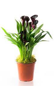 Halloween Black Calla Lily Plant In 6 Grow Pot Lily Plants Black Calla Lily Plants