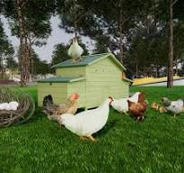 Amazon.com: YOPTO Gallinero de madera grande de 70 pulgadas ...