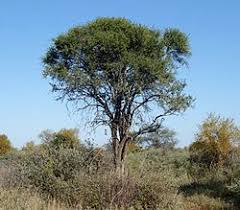 Image result for Boscia matabelensis