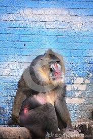 This Is Another Type Of Baboons Chinese Called Chang Xiao It Is The Leader Of This Group The Stocky Its Nose And Buttocks Are Red Baboon Animals Gorilla