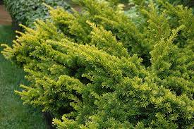 8940 192 street, surrey, bc | today's hours: Golden Japanese Yew Taxus Cuspidata Aurescens In Columbus Dublin Delaware Grove City Gahanna Bexley Ohio Oh At Oakland Nurseries Inc