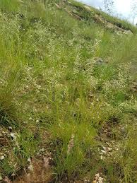 Image result for Eragrostis nindensis