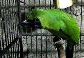 Inilah Burung Cucak Ijo Mini Ciri Fisik Jenis Kelamin