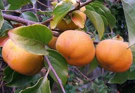 On male plants, especially, occasional fertilization: Gardening 101 Persimmon Trees Gardenista