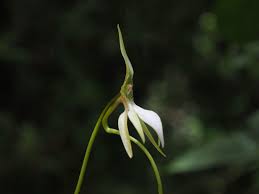 Image result for Jumellea walleri