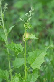 Image result for Chenopodiastrum