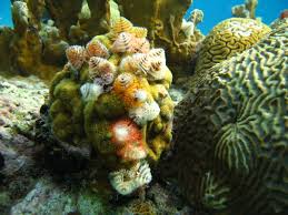 Leren Duiken Of Padi Halen Praktische Tips Voor Een Eerste Keer Duiken