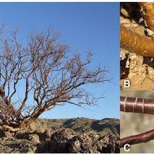 Image result for Euphorbia guerichiana