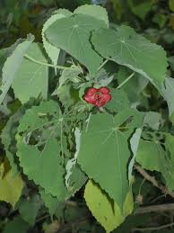 Image result for Kuloa michelsonii