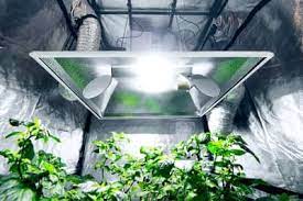 Growing plants indoors with artificial light has never been easier. Do Plants Grow Better In Sunlight Or Artificial Light Greenhouse Today