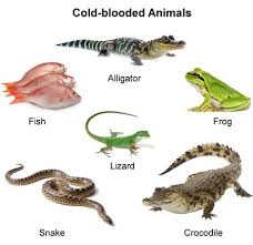 Cold Blooded Animals Animals Pet Birds Animal Facts